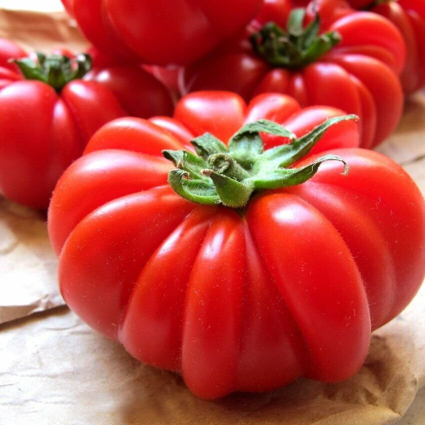 120+ Costoluto Genovese Tomato Seeds — Italian Ribbed —- Heirloom
