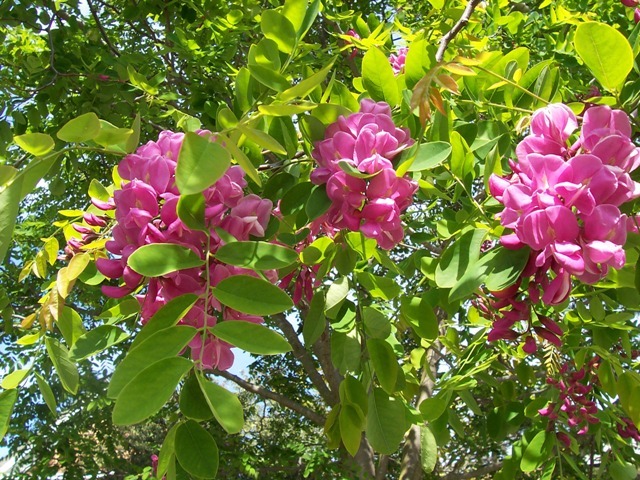 Arnot Bristly Locust, Robinia fertilis, Shrub Seeds