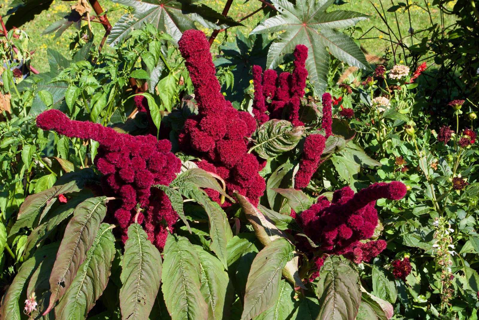 100 Organic ELEPHANT HEAD AMARANTHUS Amaranthus Gangeticus Burgundy Red Seeds