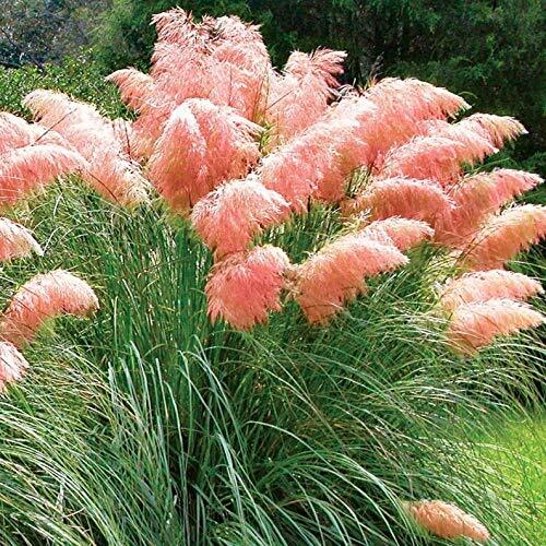 Pink Pampas Grass Seeds – 100 Seeds – Ornamental Grass for Landscaping or Decora