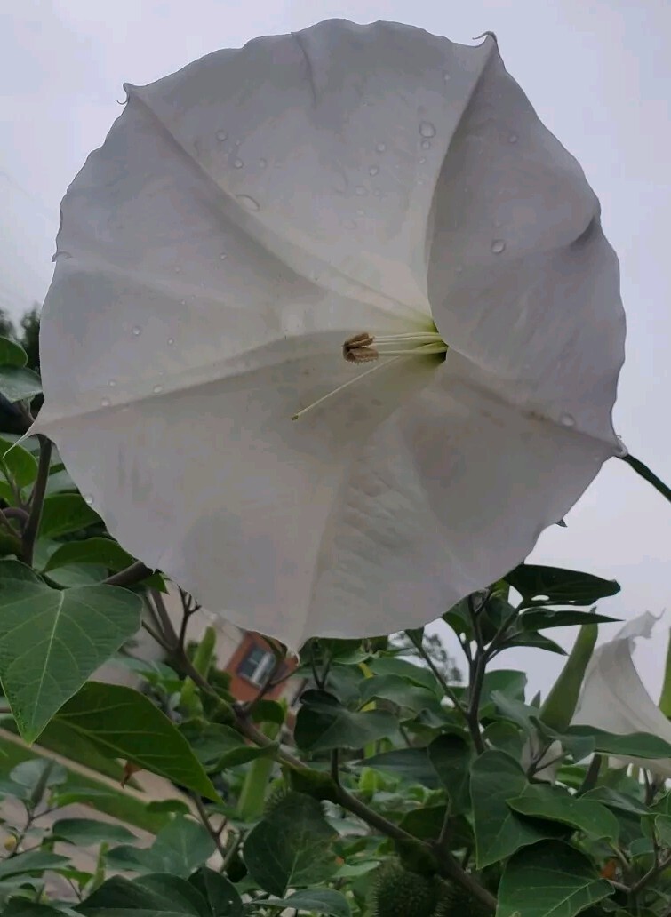 140÷150 Seeds. Datura Stramonium, Jimson Weed, Thorn Apple, Devil’s Trumpet
