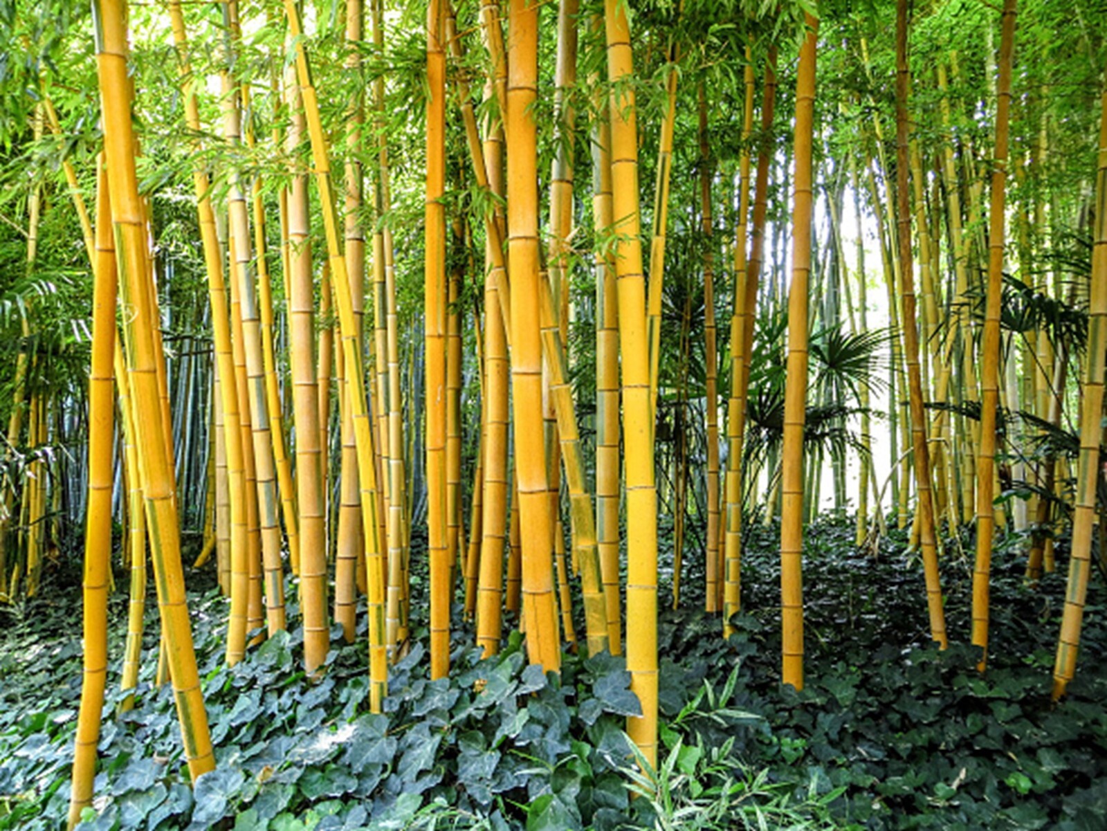 100 Golden Groove Bamboo Seeds Perennial Ornamental Seed Privacy Shots US SELLER