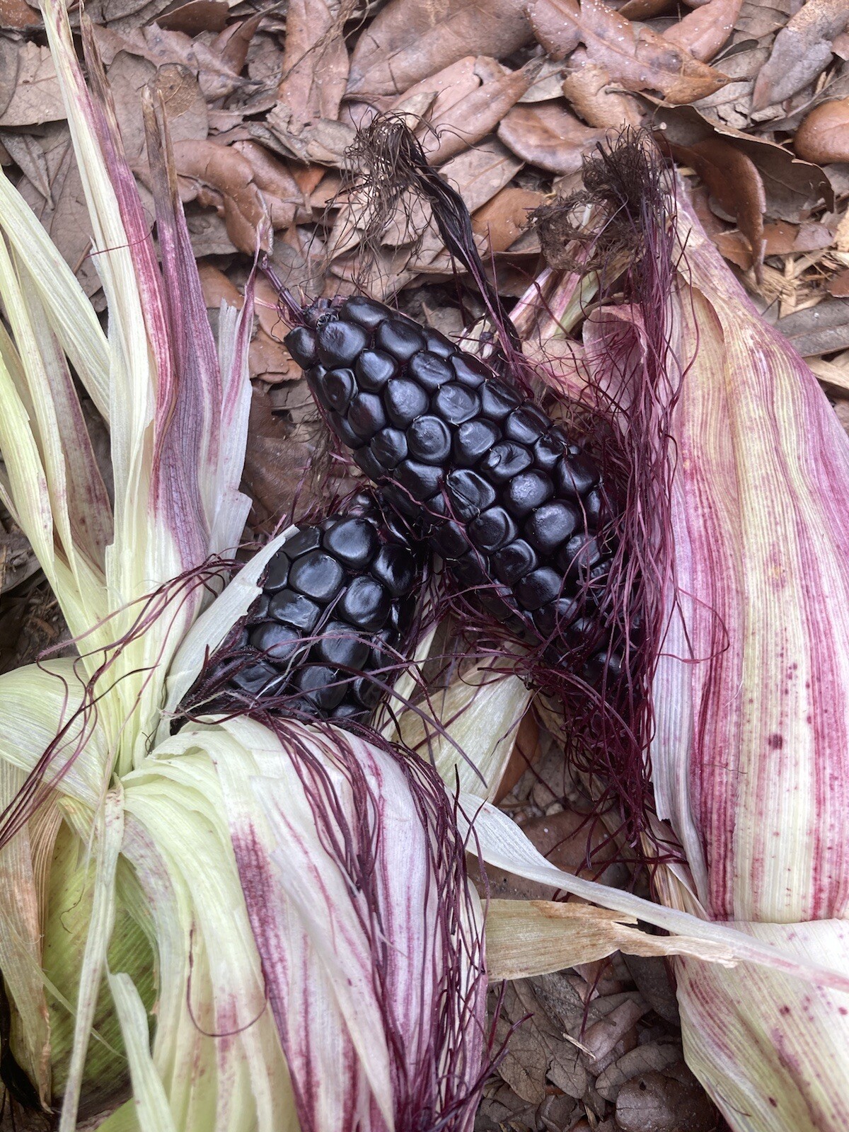 Peruvian Inca Purple Corn Seeds Maiz Morado 50 Seeds Garden Planting Non-GMO