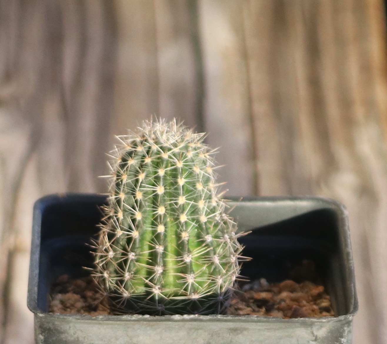 Echinopsis hybrid ‘Temptress’