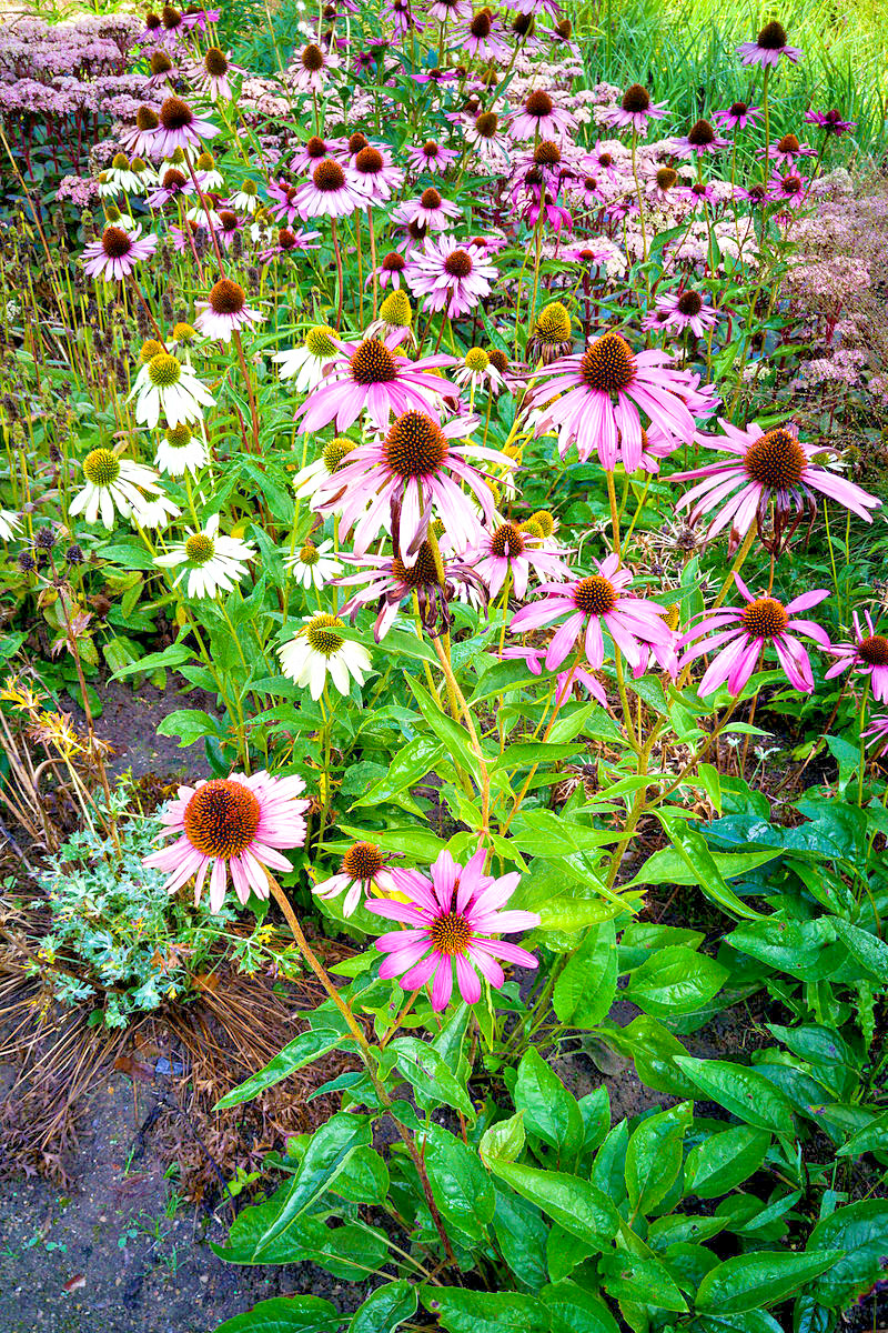 PURPLE ECHINACEA 101 SEEDS, CONEFLOWER, LARGE DAISY-LIKE FLOWERS, EZ TO GROW