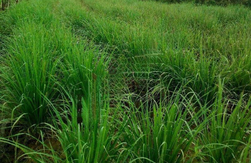 100+Lemongrass Seeds West Indian Culinary Herb perennial plant seeds USA