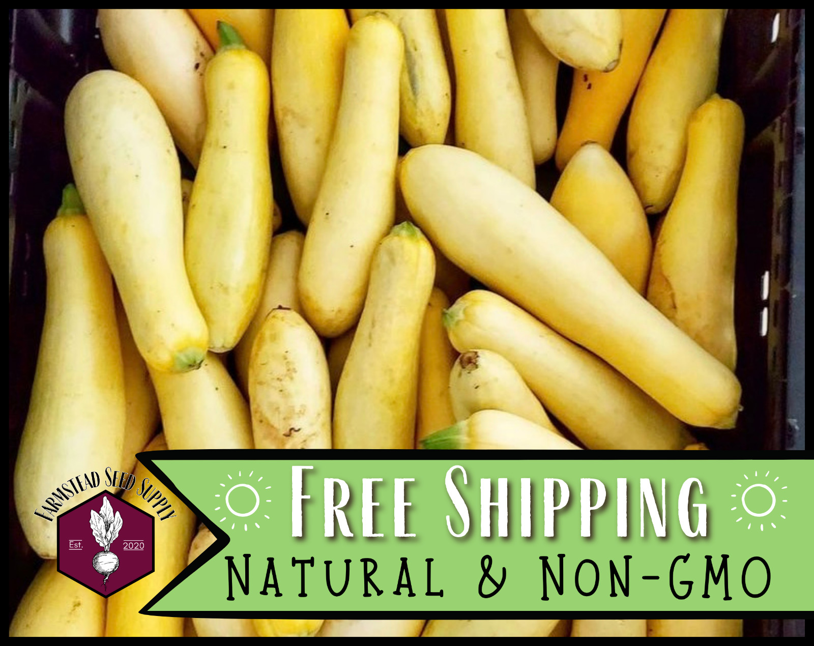 70+ Yellow Summer Squash Seeds [Early Prolific Straightneck] Vegetable Garden