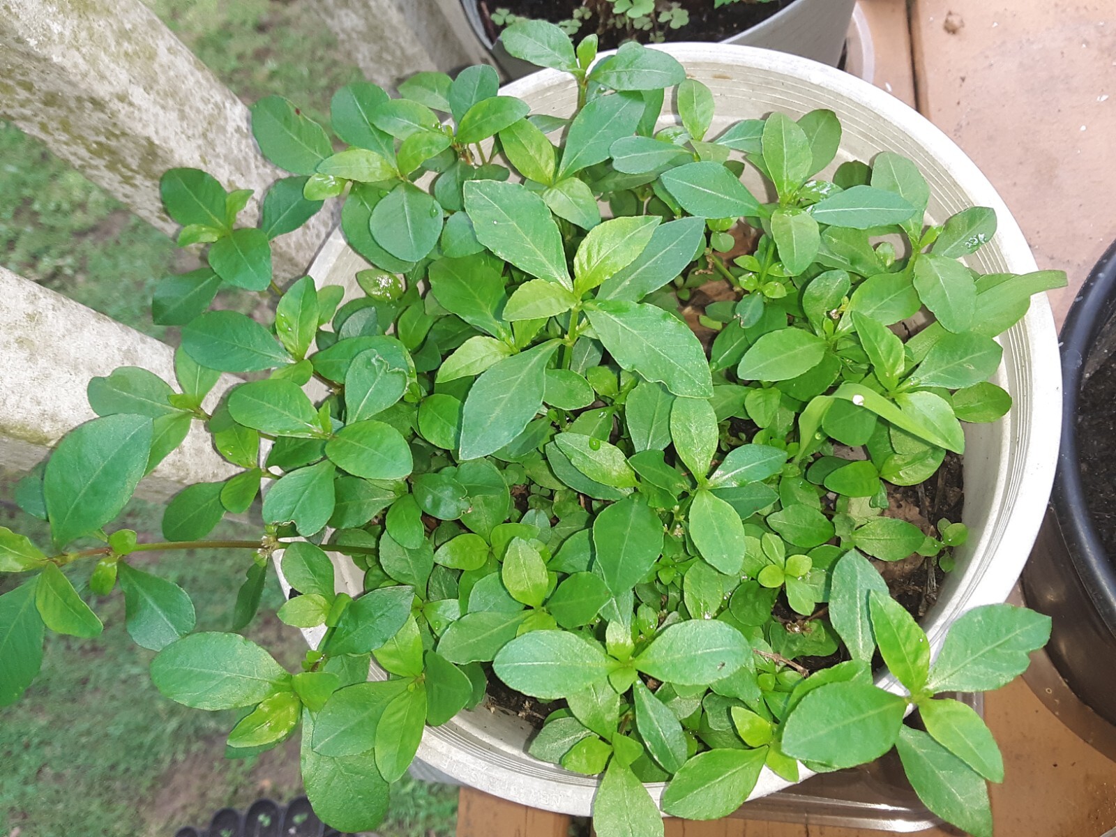 200+Sessile Joyweed/Ponnanganni/Mukunuwenna/Dwarf Copperleaf/Alternanthera Seeds