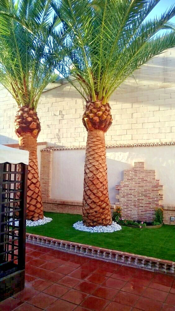 10 CANARY ISLAND DATE PALM Tree Seeds (Phoenix Canariensis) Hardy Fruit Plant