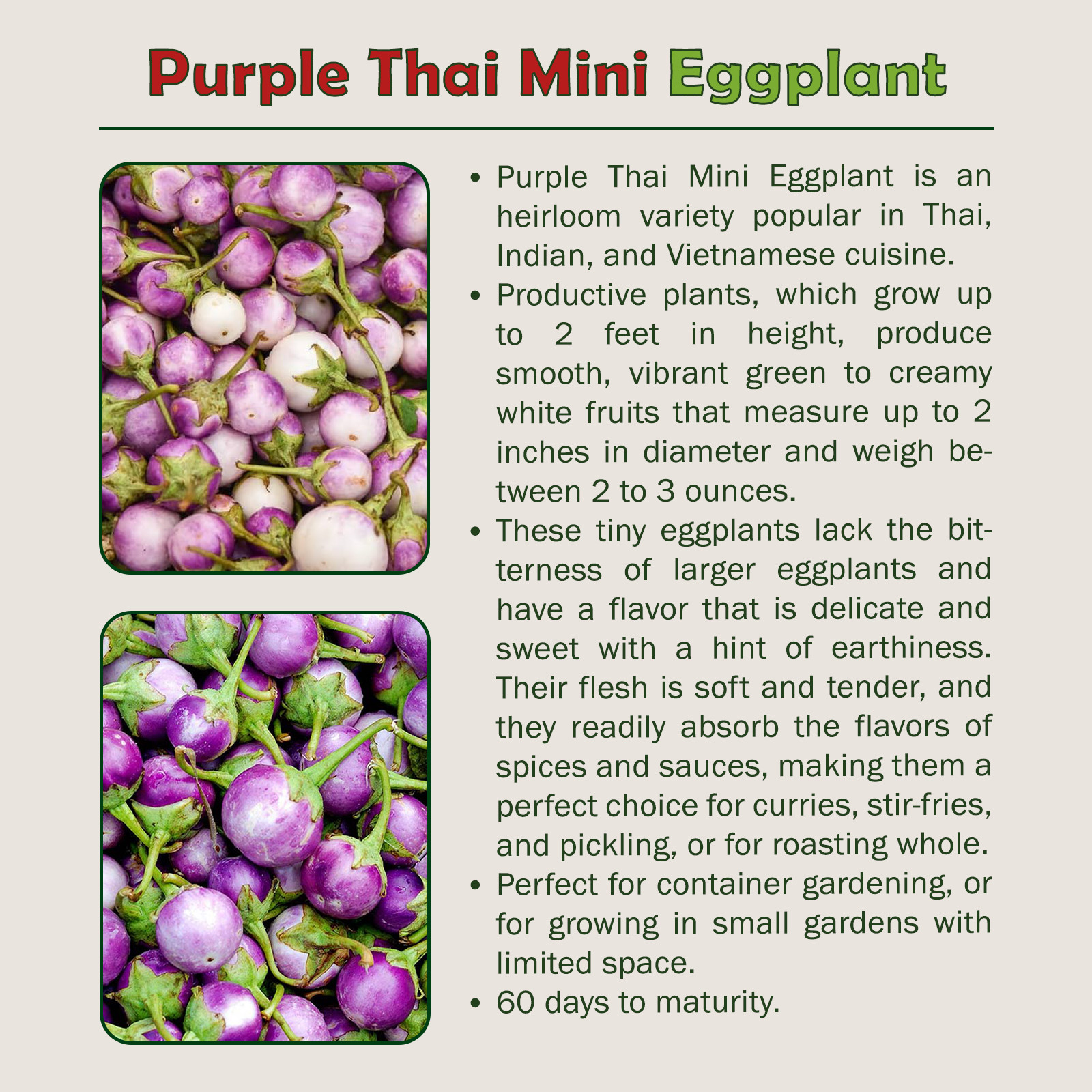 20 Purple Thai Mini Eggplant Seeds, Solanum macrocarpon, Non-GMO, Genuine USA