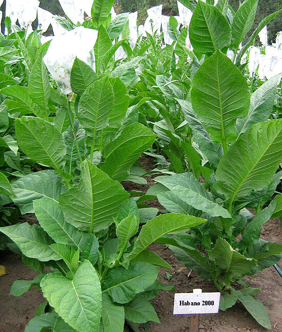1000 Habano 2000 Tobacco Seeds ~ Heirloom ~ High Yield ~ Cigar Tobacco Seeds!