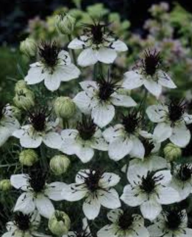 50+ Nigella African Bride seeds