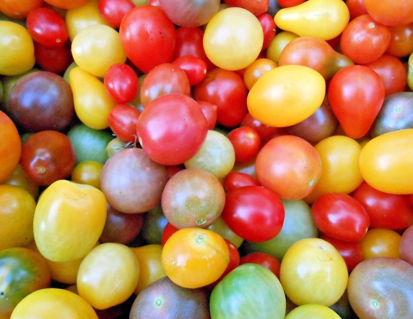 Rainbow Cherry Tomato Seeds, NON-GMO, Organic, Colorful, FREE SHIPPING