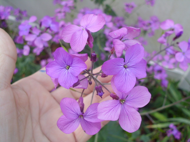 40 PURPLE MONEY PLANT SEEDS ( LUNARIA ANNUA )