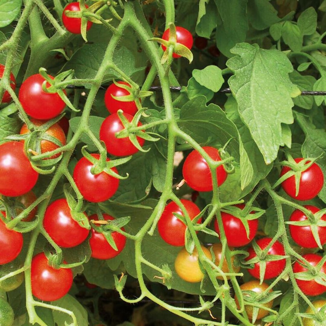 Sweetie Tomato Seeds 100 Ct Cherry Tomato Vegetable USA HEIRLOOM INDETERMINATE