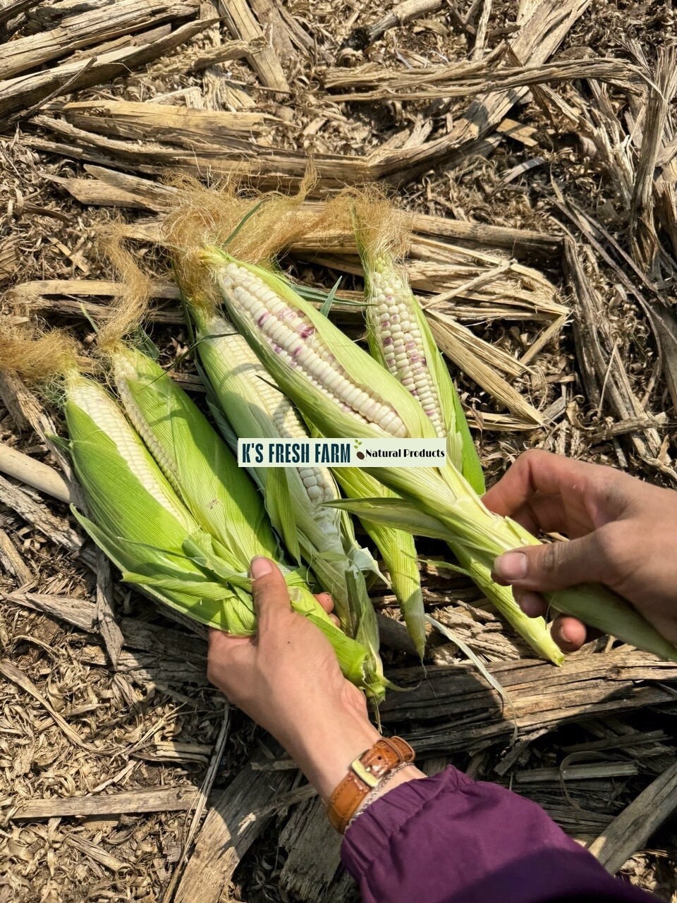 WHITE WAXY CORN SEEDS – HẠT BẮP NẾP TRẮNG (40+ PCS)
