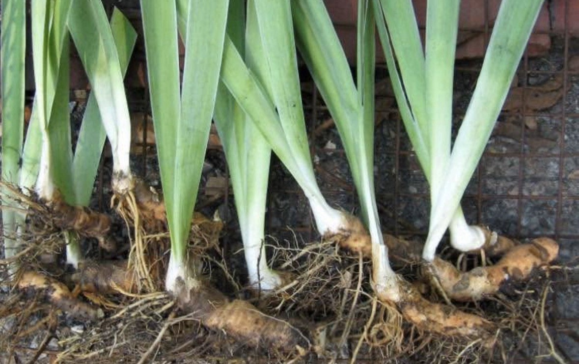 Beautiful White Bearded Iris Bulbs – 6