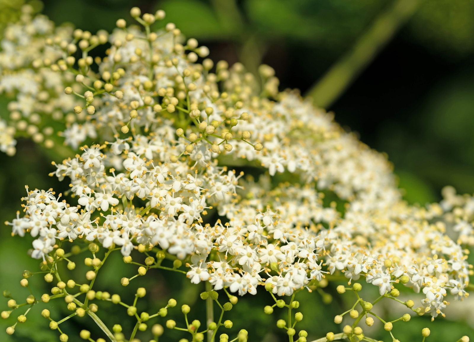 100 RED ELDERBERRY Sambucus Racemosa Mountain Elder Tree Shrub Fruit Berry Seeds
