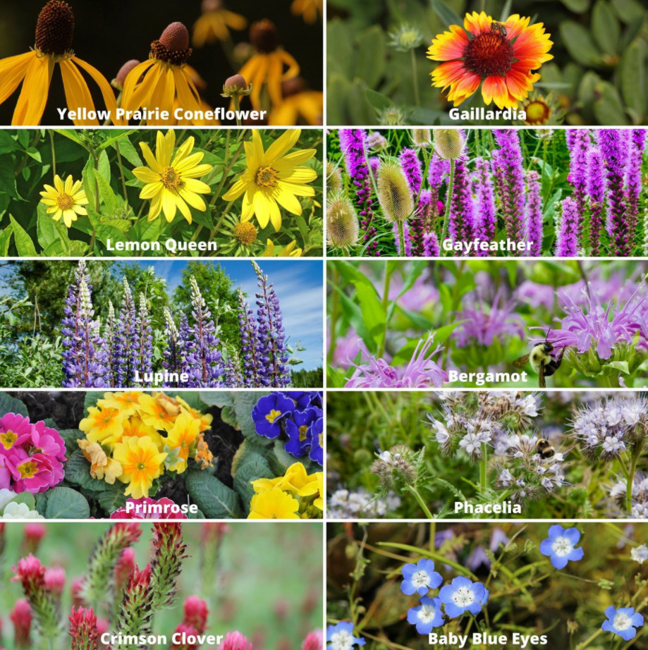 400+ Wildflower Mix Annual Perennial BEE MIX Collection Attract Bees 19Varieties