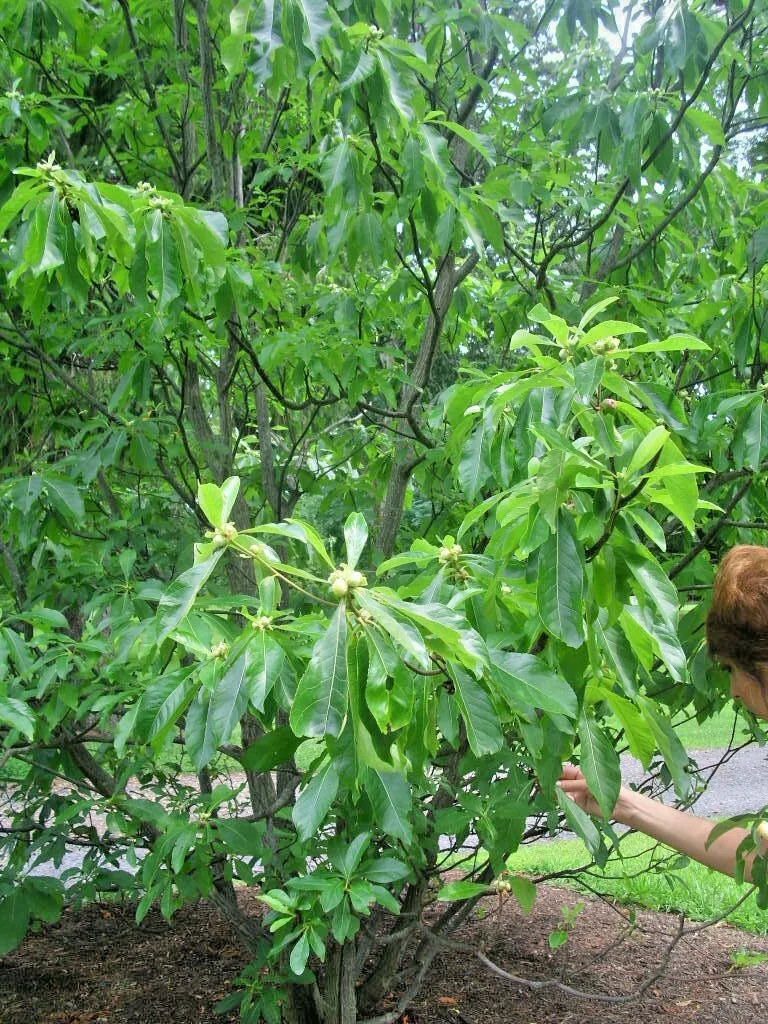 20 FRANKLIN TREE SEEDS – Franklinia alatamaha