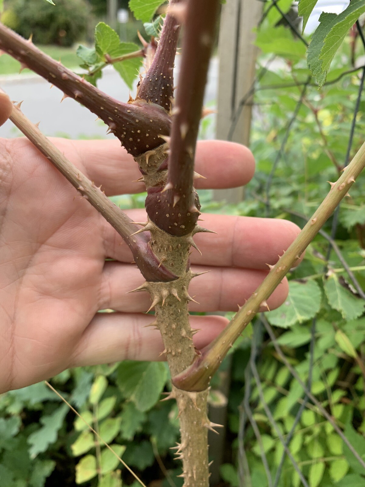 12-24 inches tall Aralia spinosa American Angelica Tree DEVIL’S WALKINGSTICK