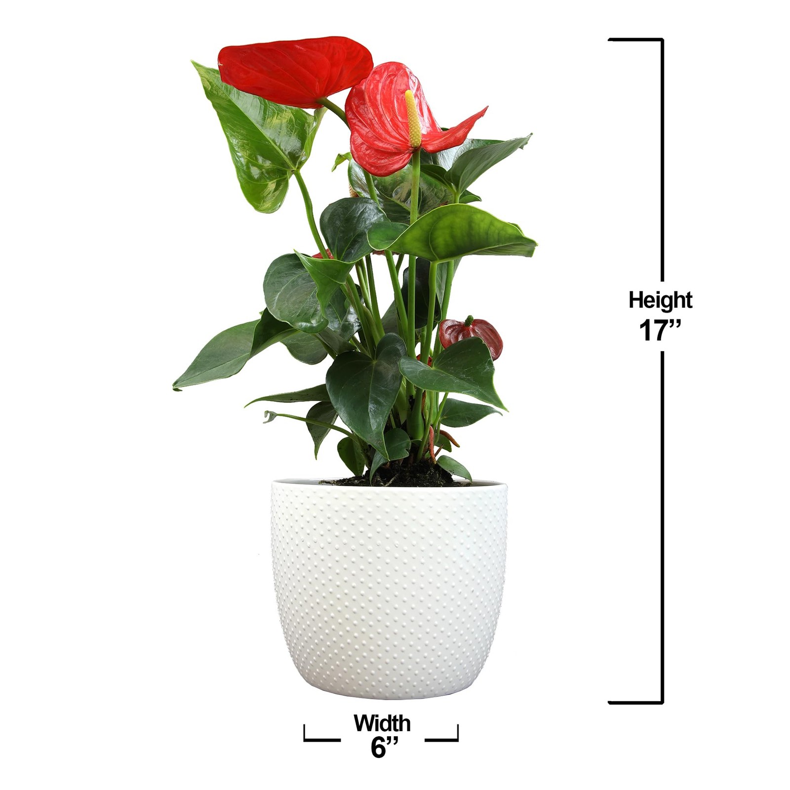 Anthurium Live Plant 1012″ in Modern Planter Indoor Houseplant Gifts