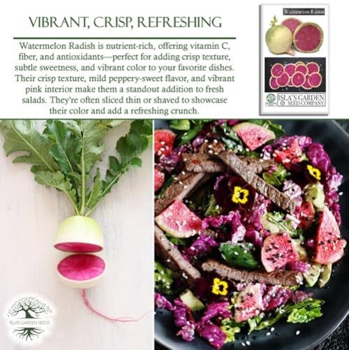 Watermelon Radish Seeds (Raphanus sativus acanthiformis) – 120+ Non-GMO