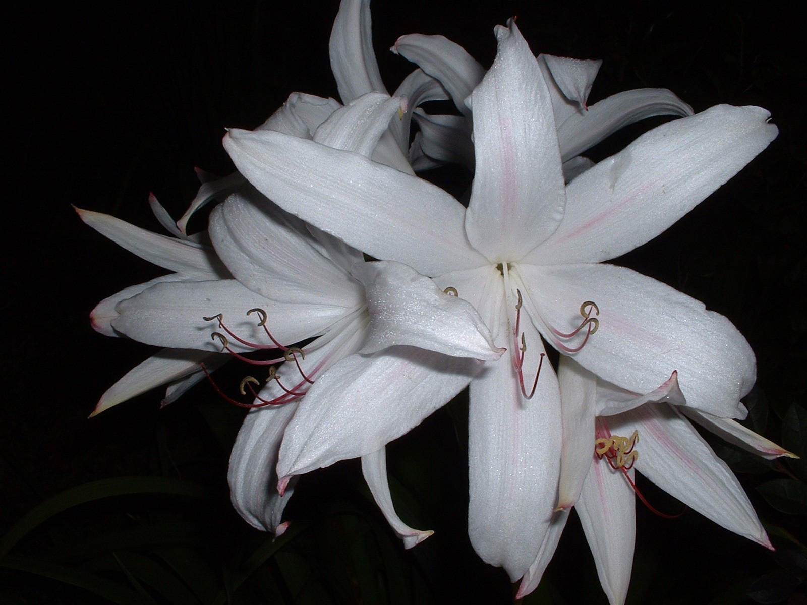 Crinum Lily, digweedii ‘Gonzalez’, medium-size bulb – NEW very tall