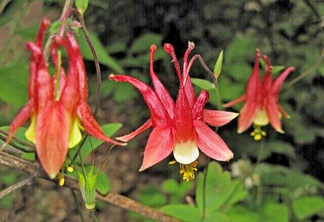 WESTERN RED COLUMBINE, 200 SEEDS, AQUILEGIA FORMOSA, SITKA COLUMBINE