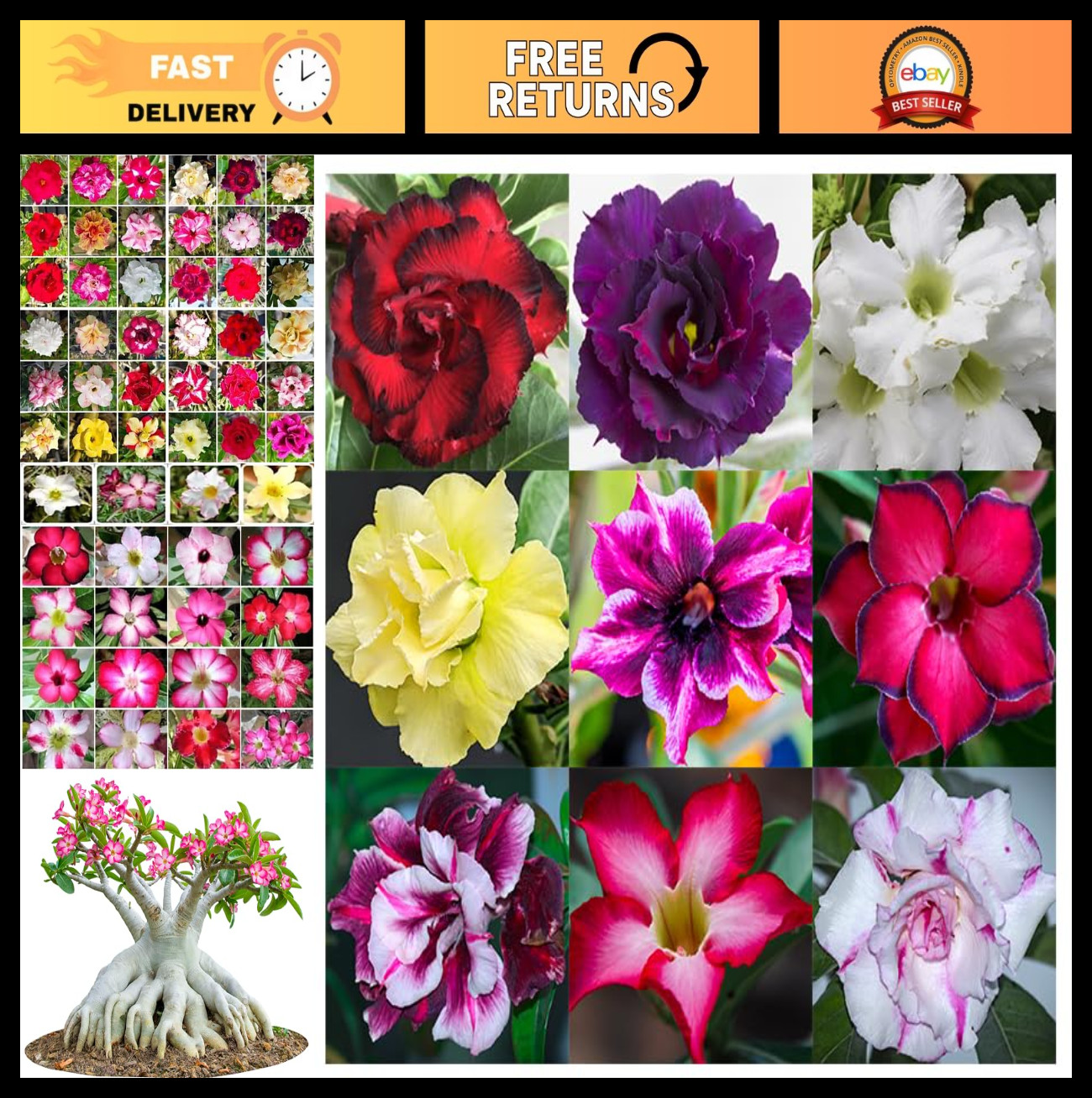 100 Desert Rose Seeds – Mixed Color Adenium Obesum, Non-GMO Exotic Succulent Pla