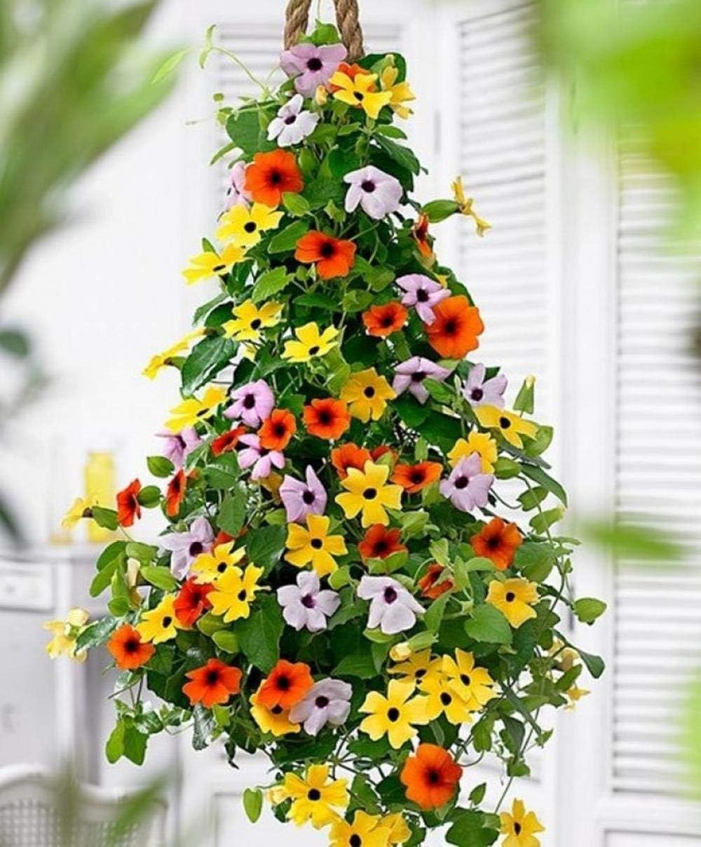 25 Pack Heirloom Flower Seeds – Colorful Varieties for Spring to Fall Bloom