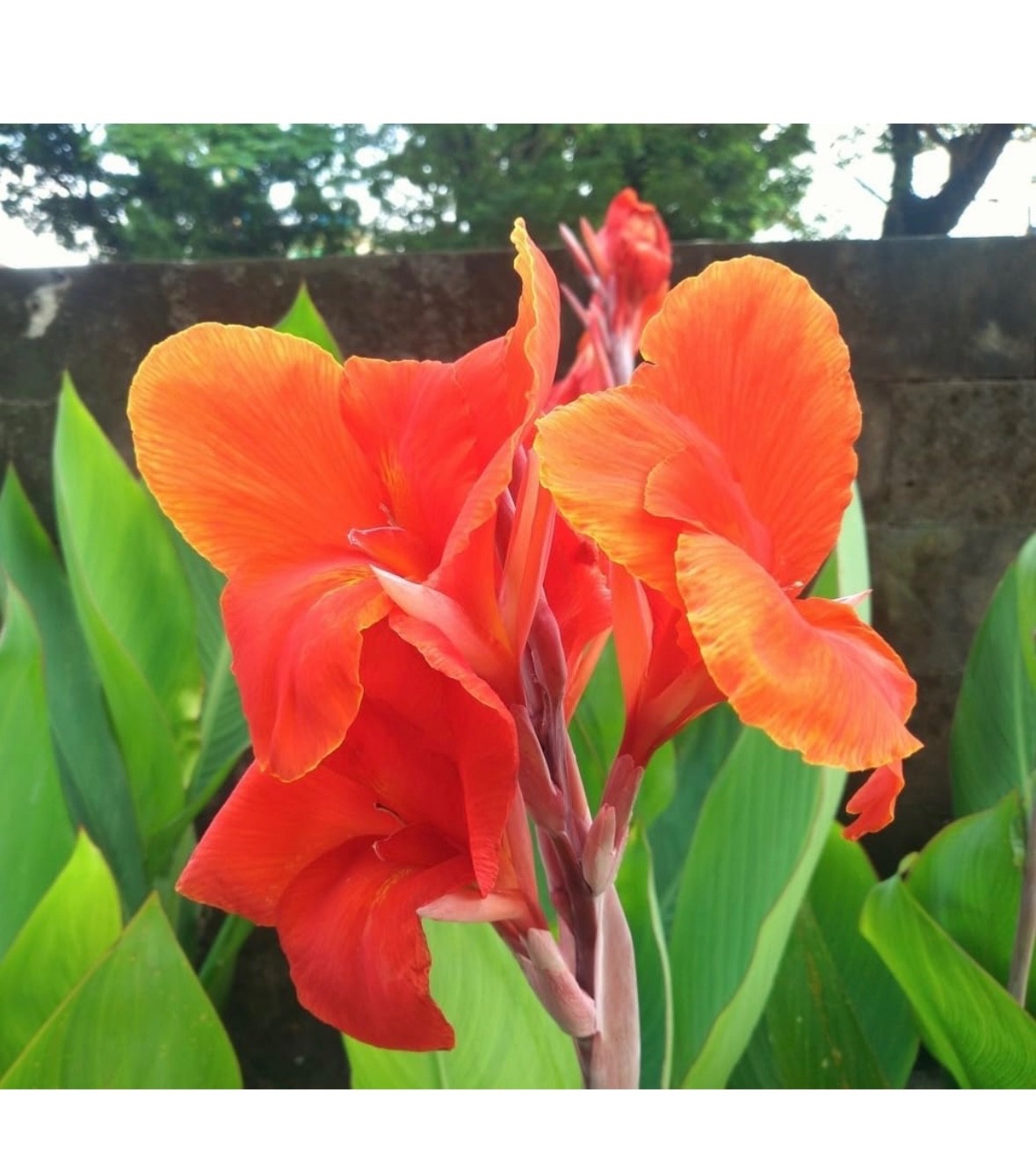 1 Red Canna Lily bulbs Rhizomes – deer resistant