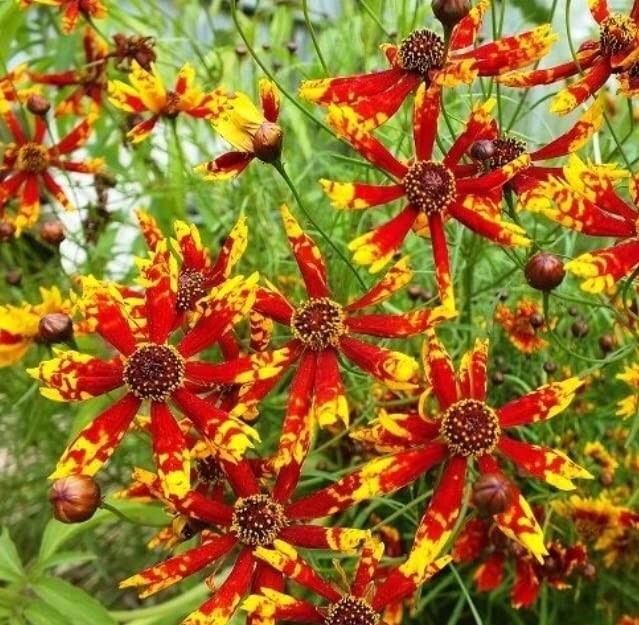 100 Rare Coreopsis Seeds to Plant Radiana Tigrina