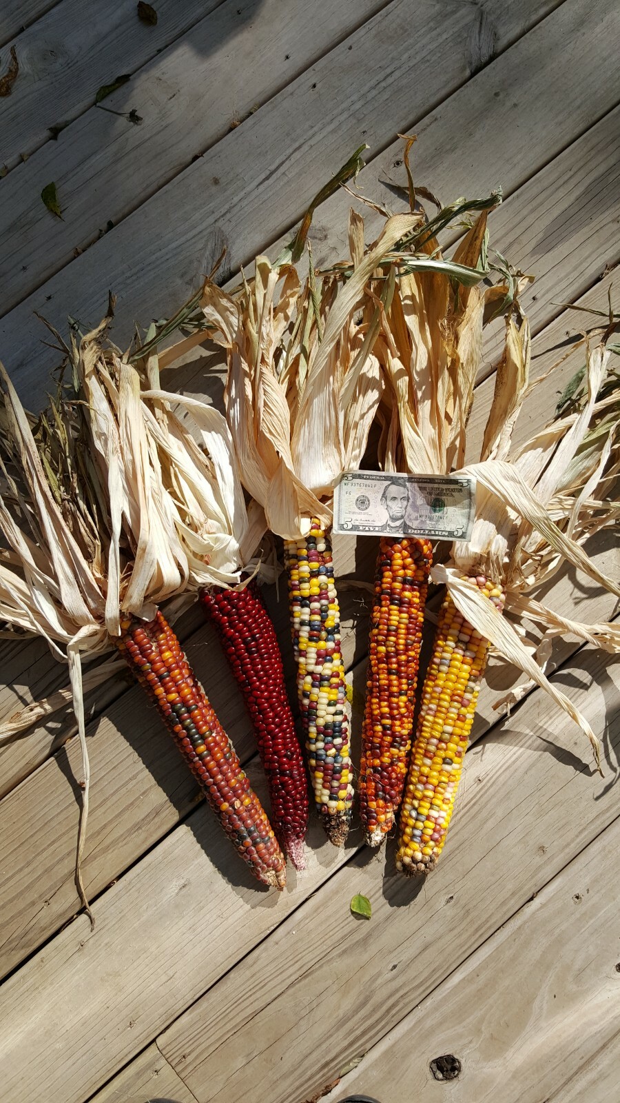 Rare Giant Indian Corn Seeds X50!Colorful Massive Ears!Ornamental! Easy To Grow!
