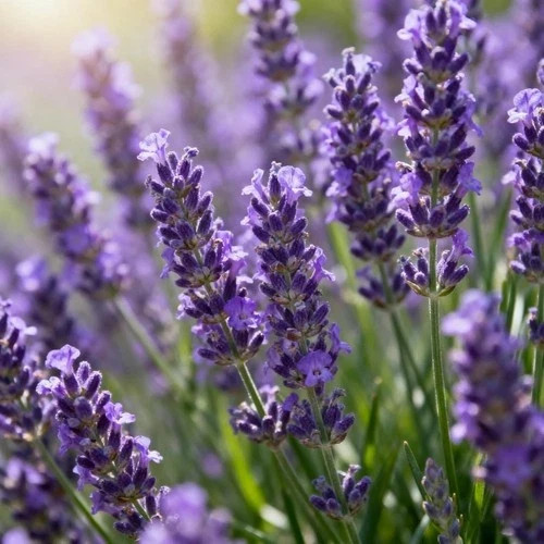 English Lavender (Lavandula x intermedia) non-GMO Heirloom seeds 100ct