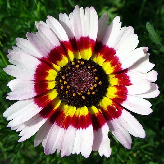 Painted Daisy MIXED Colors Pollinators Butterflies Perennial Non-GMO 200 Seeds!
