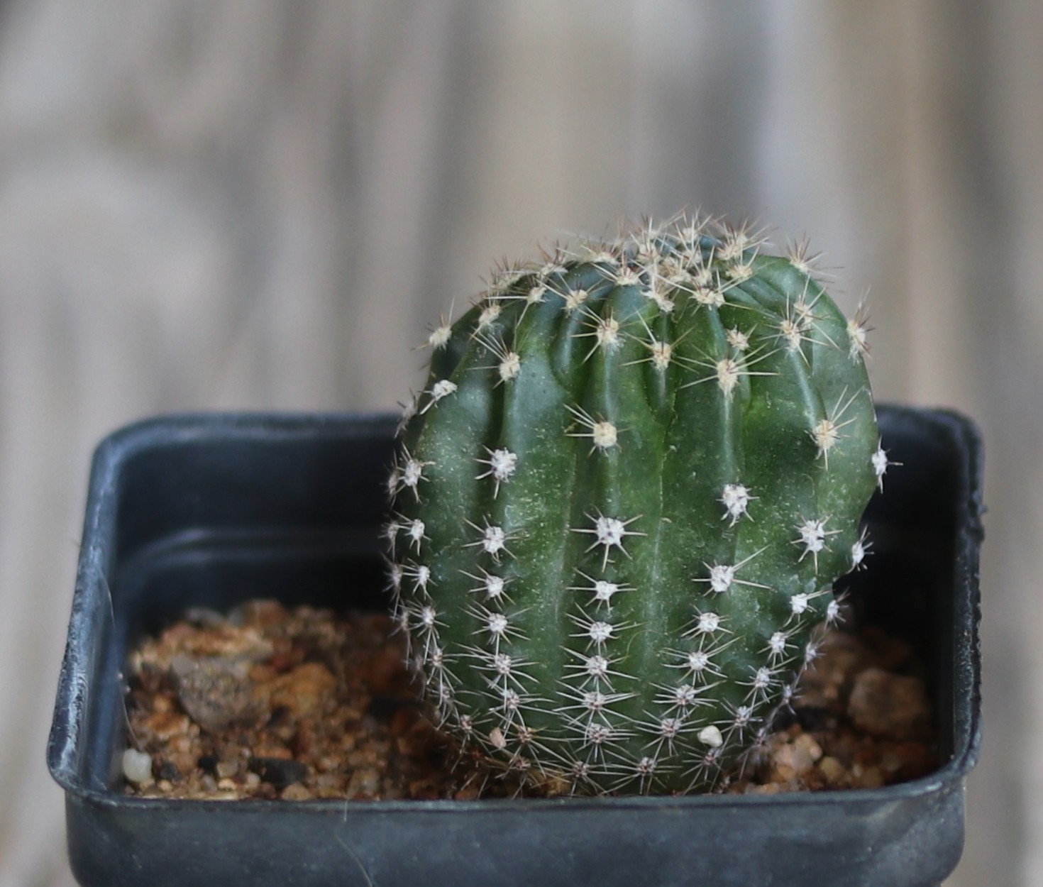 Echinopsis hybrid ‘Pink Too’