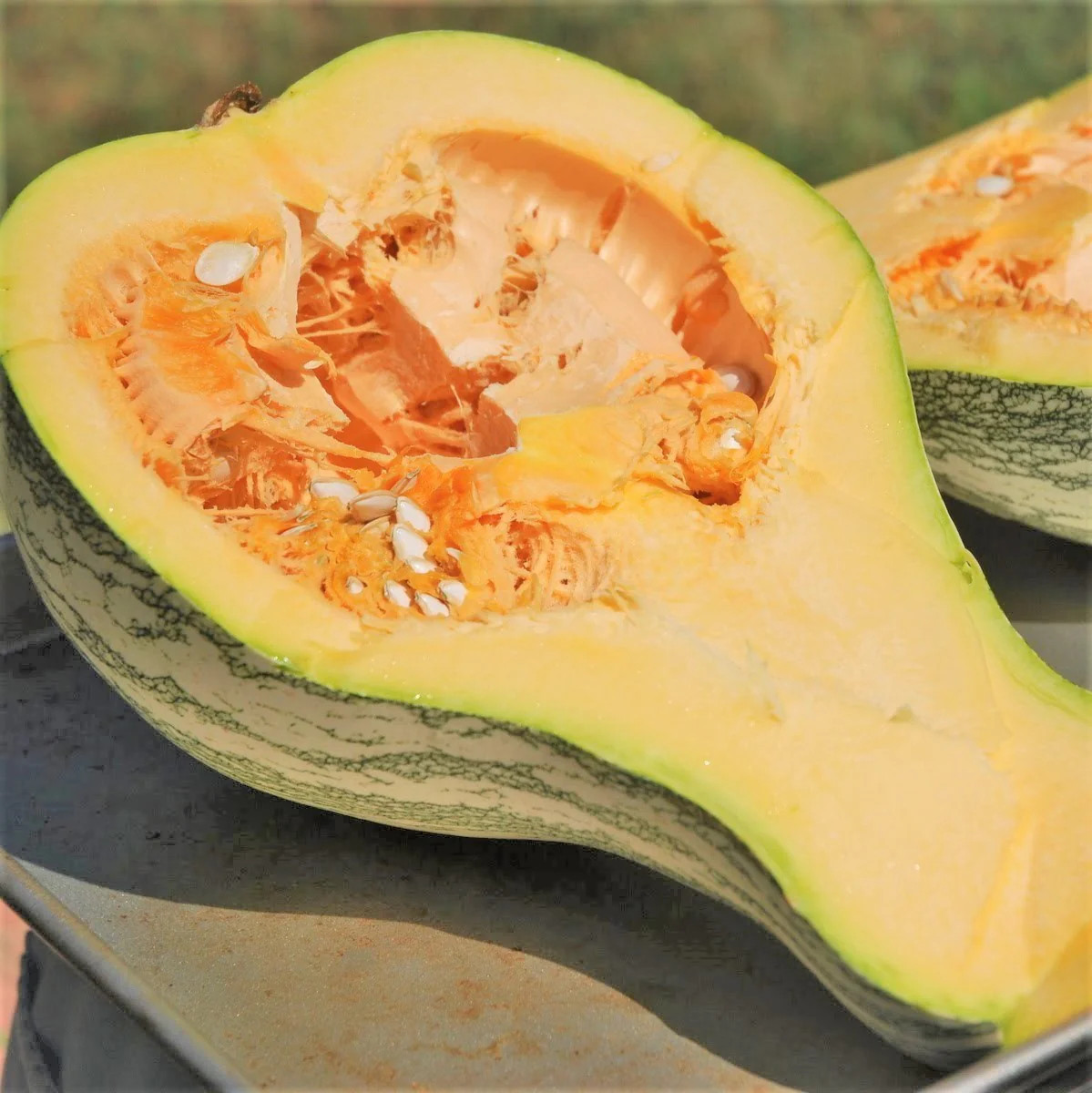 Green Striped Cushaw Seeds | Silver Pumpkin Winter Squash Vegetable Seed 2023