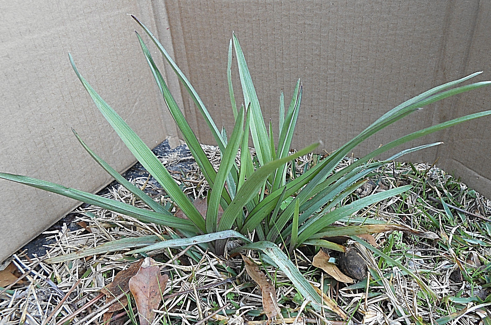 20+ SPIDERWORT TRADESCANTIA FIBROUS BARE ROOTS USDA ZONE 4~9
