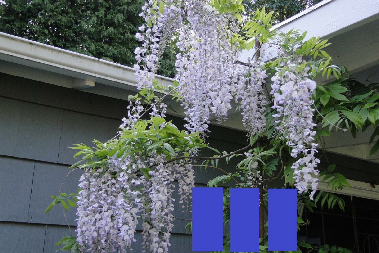 Wisteria floribunda Anwen 8-10 inches tall, grafted plant, New Variety