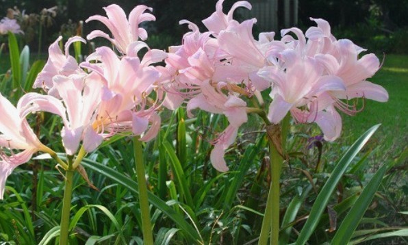 💗 Naked Ladies Pink – Lot of 5 Lycoris squamigera Surprise / Resurrection Lily