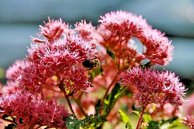 JOE PYE WEED 1001 SEEDS BONSET, EUPATORIUM PURPUREUM, TALL WILDFLOWER, BULK
