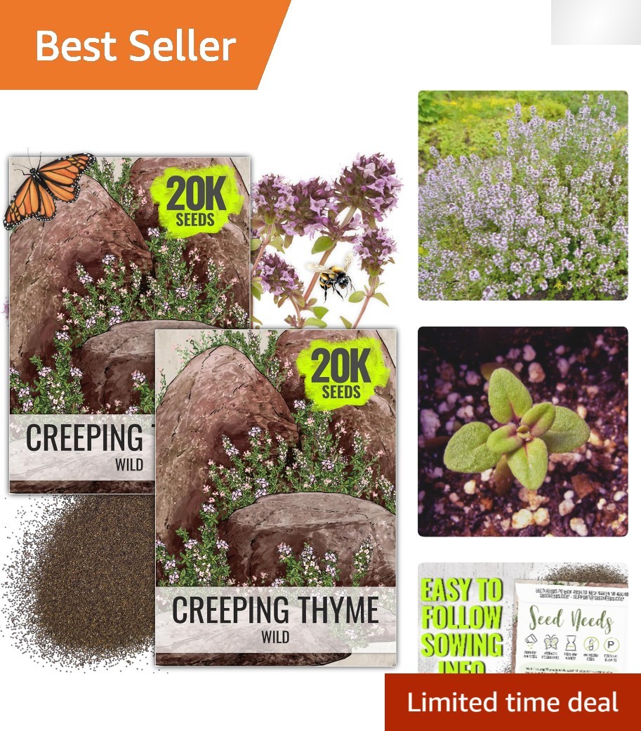 40000 Count Wild Creeping Thyme Seeds – Heirloom Outdoor Ground Cover Flower