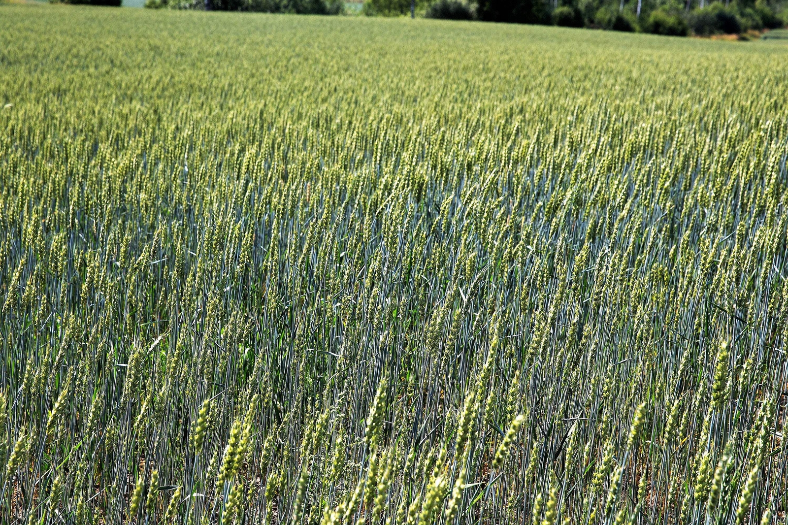 350 AROOSTOOK RYE Secale Cereale Cereal Grain Hardy Winter Cover Crop Seeds
