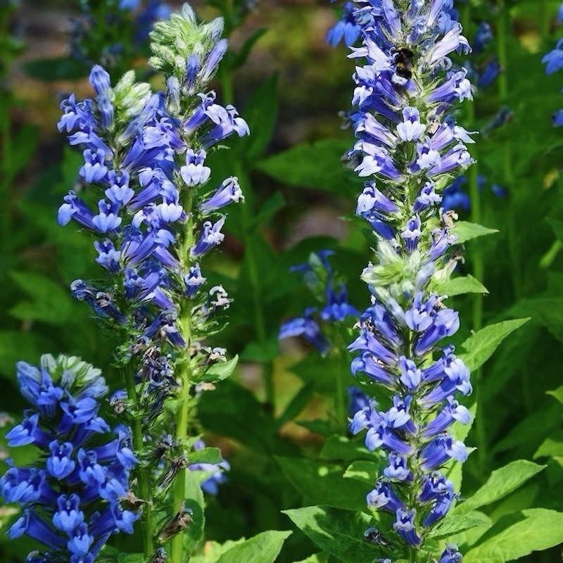2000 GREAT BLUE LOBELIA SEEDS (Lobelia siphilitica), Bee & Butterfly Attractor