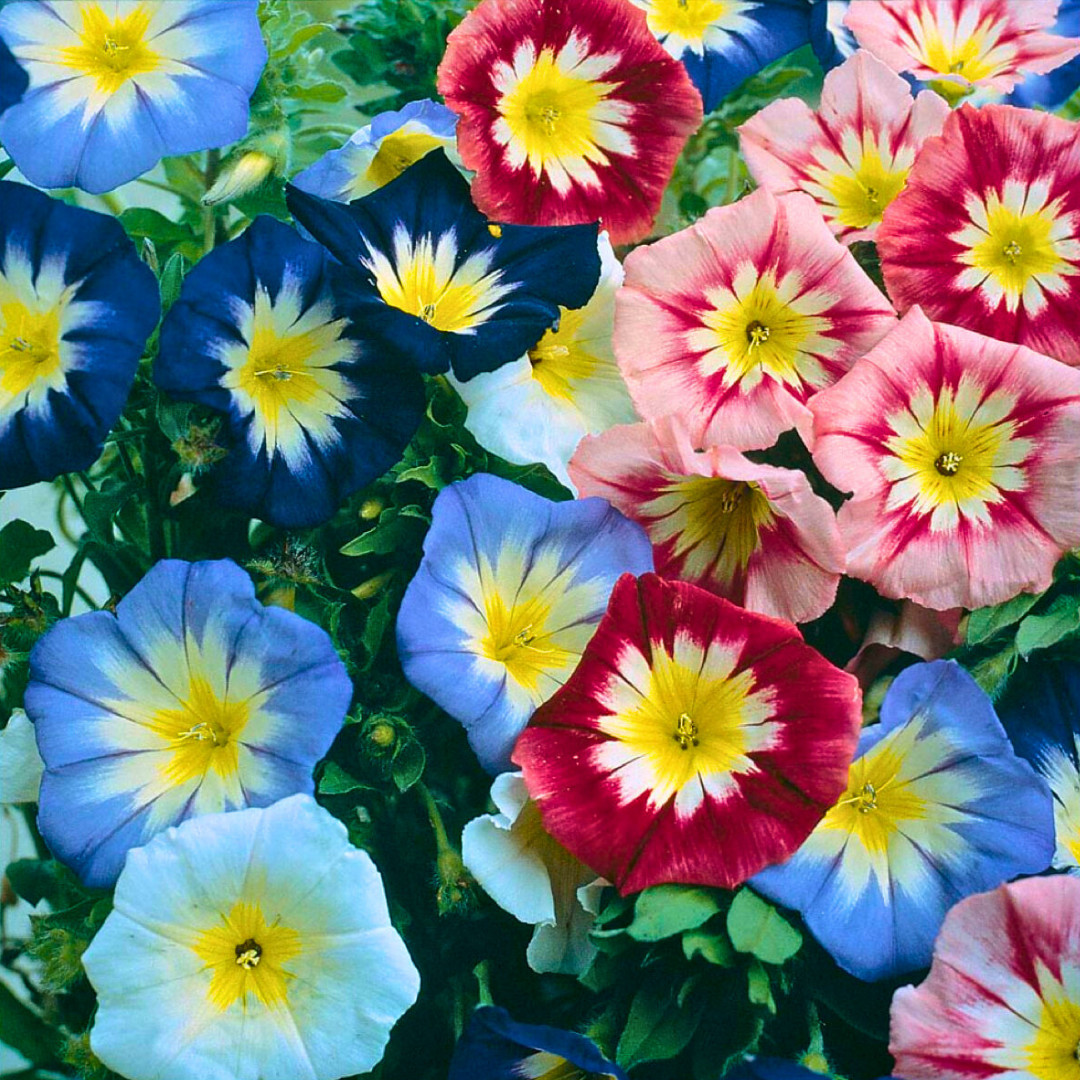 Fresh Dwarf Morning Glory Fairy Trumpets Seeds | Heirloom Non-GMO | Flower Seeds