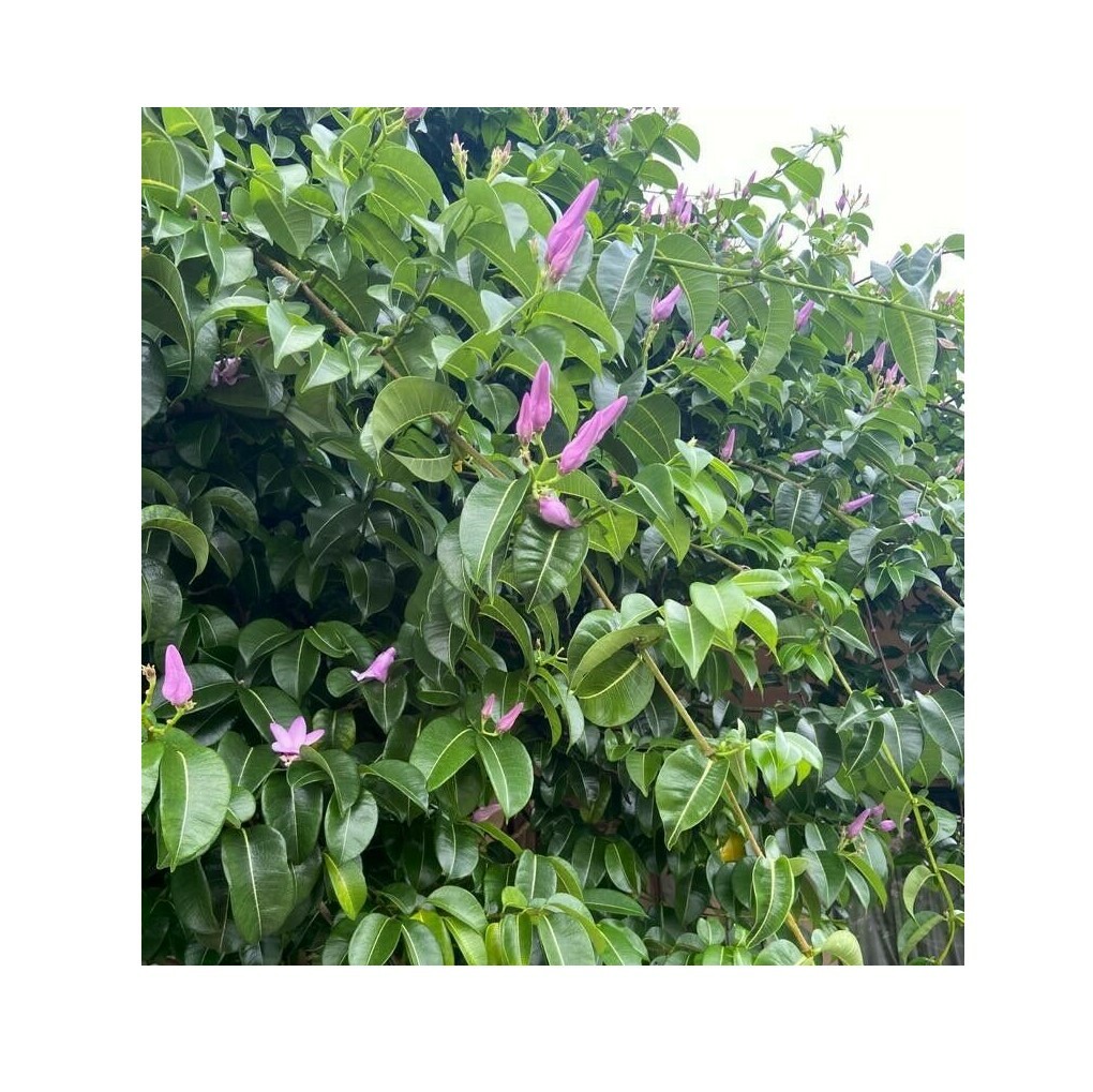 Cryptostegia Madagascariensis Rubber Vine
