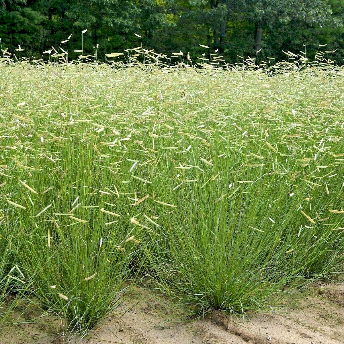 1001+BLUE GRAMA Seeds Native Prairie Grass Drought Poor Soils Low Maintenace
