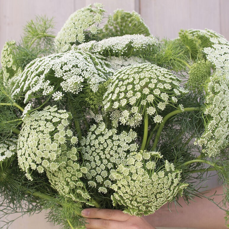 Queen Anne’s Lace Variety: Dara Daucus, White Dill, Green Mist