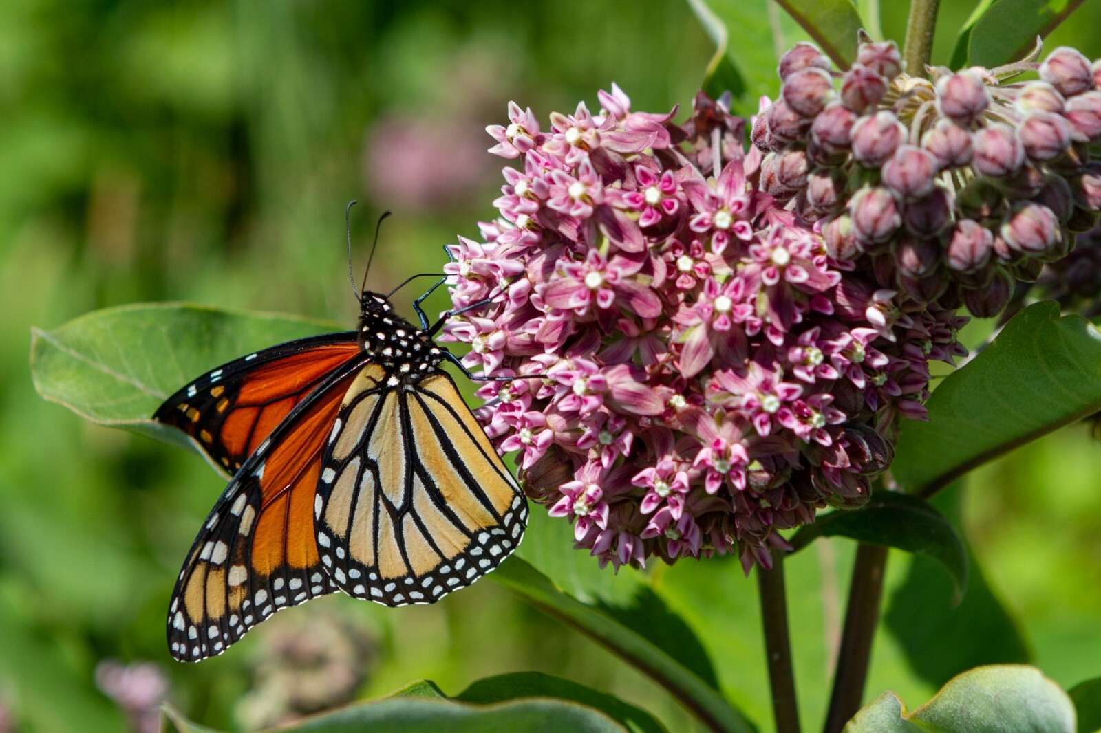 PINK MILKWEED 101 SEEDS, COMMON MILKWEED, ASCLEPIAS SYRIACA, MONARCH BUTTERFLIES